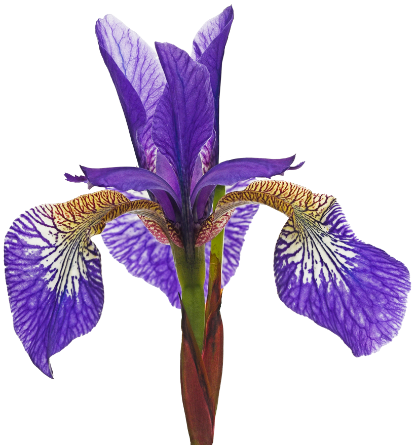 iris viola miticoro